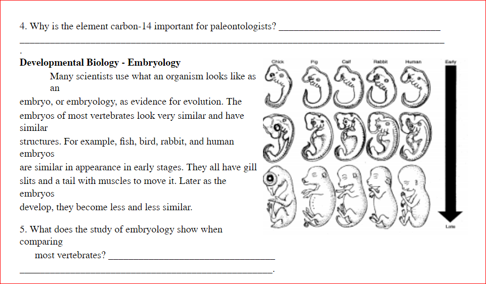 4. Why is the element carbon-14 important for paleontologists?
Developmental Biology - Embryology
Chick
Caif
Rabbi
Hunan
Many scientists use what an organism looks like as
an
embryo, or embryology, as evidence for evolution. The
9 9599
embryos of most vertebrates look very similar and have
similar
structures. For example, fish, bird, rabbit, and human
embryos
are similar in appearance in early stages. They all have gill
slits and a tail with muscles to move it. Later as the
embryos
develop, they become less and less similar.
5. What does the study of embryology show when
comparing
Lane
most vertebrates?
