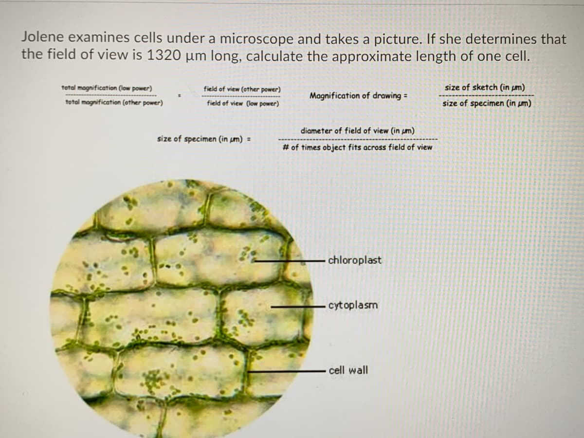 Jolene examines cells under a microscope and takes a picture. If she determines that
the field of view is 1320 µm long, calculate the approximate length of one cell.
total magnification (low power)
field of view (other power)
size of sketch (in µm)
Magnification of drawing =
total magnification (other power)
field of view (low power)
size of specimen (in µm)
diameter of field of view (in pm)
size of specimen (in µm) =
# of times object fits across field of view
chloroplast
- cytoplasm
cell wall
