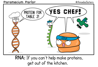 Paramecium Parlor
AmoebaSisters
PROTEIN FOR YES CHEF!
TABLE 2!
PRNA
RNA: If you can't help make proteins,
get out of the kitchen.
