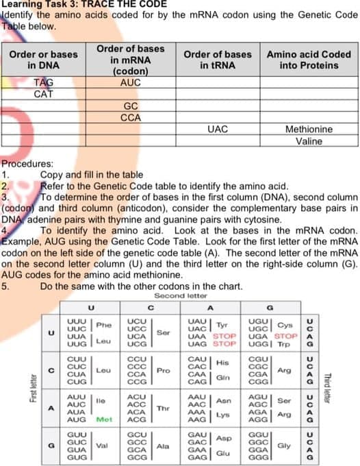 Learning Task 3: TRACE THE CODE
dentify the amino acids coded for by the MRNA codon using the Genetic Code
Table below.
Order of bases
in mRNA
(codon)
AUC
Order or bases
Order of bases Amino acid Coded
in DNA
in tRNA
into Proteins
TAG
CAT
GC
СА
UAC
Methionine
Valine
Procedures:
Copy and fill in the table
Refer to the Genetic Code table to identify the amino acid.
To determine the order of bases in the first column (DNA), second column
1.
2.
3.
(codon) and third column (anticodon), consider the complementary base pairs in
DNA adenine pairs with thymine and guanine pairs with cytosine.
4
Example, AUG using the Genetic Code Table. Look for the first letter of the MRNA
codon on the left side of the genetic code table (A). The second letter of the MRNA
on the second letter column (U) and the third letter on the right-side column (G).
AUG codes for the amino acid methionine.
To identify the amino acid. Look at the bases in the MRNA codon.
5.
Do the same with the other codons in the chart.
Second lettor
UUU
UUC
UCU
UCC
UCA
UCG
UAU
UAC
UAA STOP
UAG STOP
UGU
UGC
UGA STOP
UGG| Trp
Phe
Tyr
Cys
Ser
UUA
Leu
UUG
CUU
CUC
CUA
CUG
CCU
CCC
CCA
CCG
CAU
CAC
CAA
CAG
CGU
CGC
CGA
CGG
His
Leu
Pro
Arg
Gin
ACU
ACC
ACA
ACG
AGU
AGC
AGA
AGG
AUU
AAU
lle
Aon
Ser
AUC
AUA
AAC
Thr
AAA
Lys
Arg
AUG
Met
AAG
GUU
GUC
GUA
GUG
GCU
GCC
GCA
GCG
GAU
GAC
GAA
GAG
GGU
GGC
GGA
GGG
Asp
Val
Ala
Gly
Glu
First letter
Third letter
