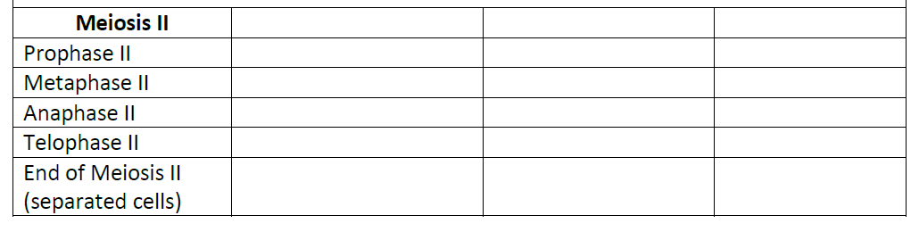 Meiosis II
Prophase II
Metaphase II
Anaphase II
Telophase II
End of Meiosis II
(separated cells)