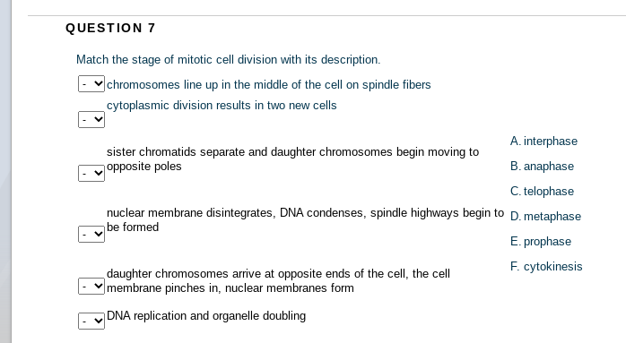 QUESTION 7
Match the stage of mitotic cell division with its description.
chromosomes line up in the middle of the cell on spindle fibers
cytoplasmic division results in two new cells
A. interphase
sister chromatids separate and daughter chromosomes begin moving to
gopposite poles
B. anaphase
C. telophase
nuclear membrane disintegrates, DNA condenses, spindle highways begin to D. metaphase
be formed
E. prophase
F. cytokinesis
daughter chromosomes arrive at opposite ends of the cell, the cell
membrane pinches in, nuclear membranes form
DNA replication and organelle doubling
