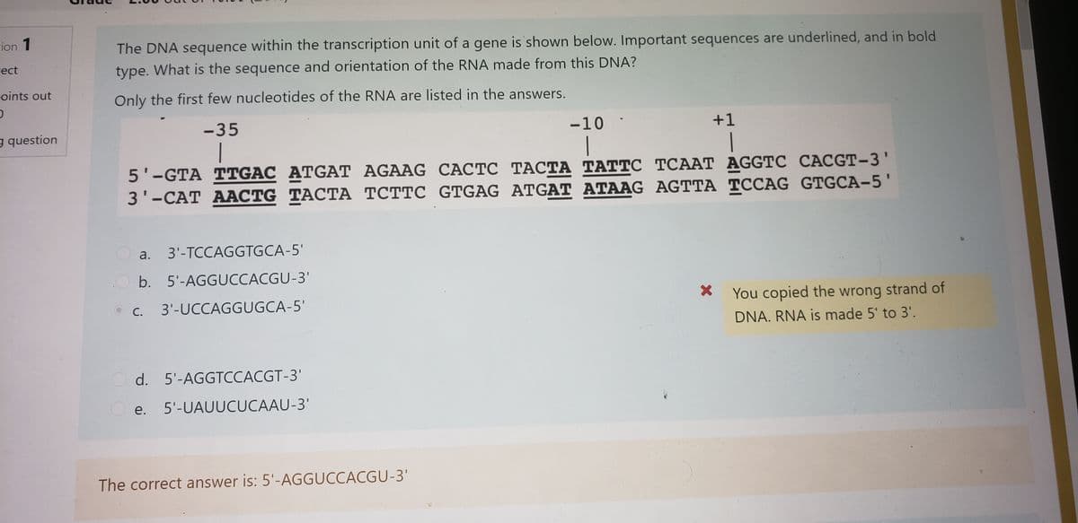 cion 1
The DNA sequence within the transcription unit of a gene is shown below. Important sequences are underlined, and in bold
гect
type. What is the sequence and orientation of the RNA made from this DNA?
oints out
Only the first few nucleotides of the RNA are listed in the answers.
-35
-10
+1
g question
|
|
5'-GTA TTGAC ATGAT AGAAG CACTC TACTA TATTC TCAAT AGGTC CÁCGT-3'
3'-CAT AACTG TACTA TCTTC GTGAG ATGAT ATAAG AGTTA TCCAG GTGCA-5'
a.
3'-TCCAGGTGCA-5'
.O b. 5'-AGGUCCACGU-3'
С.
3'-UCCAGGUGCA-5'
You copied the wrong strand of
DNA. RNA is made 5' to 3'.
O d. 5'-AGGTCCACGT-3'
е.
5'-UAUUCUCAAU-3'
The correct answer is: 5'-AGGUCCACGU-3'
