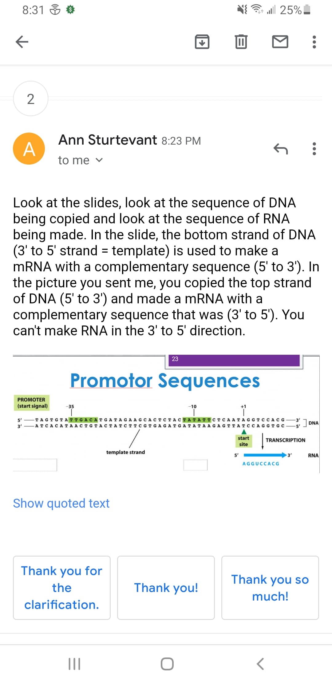 8:31 *
令ll 25%
2
Ann Sturtevant 8:23 PM
A
to me v
Look at the slides, look at the sequence of DNA
being copied and look at the sequence of RNA
being made. In the slide, the bottom strand of DNA
(3' to 5' strand = template) is used to make a
MRNA with a complementary sequence (5' to 3'). In
the picture you sent me, you copied the top strand
of DNA (5' to 3') and made a MRNA with a
complementary sequence that was (3' to 5). You
can't make RNA in the 3' to 5' direction.
23
Promotor Sequences
PROMOTER
(start signal)
-35
-10
5'
ТAGTGT АTTGAСАTGATAGAAGCА
CTCTACTATATTCT CA A TAGGT CCACG
DNA
3' -A TCACAT A ACTGTACTAT CTTCG T GAGATGATATA AGAG TTATC C AGGTGC
-5'
start
TRANSCRIPTION
site
template strand
5'
3'
RNA
AGGUCCACG
Show quoted text
Thank you for
Thank you so
the
Thank you!
much!
clarification.
II
