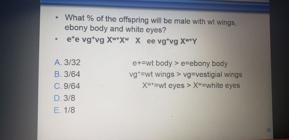 What % of the offspring will be male with wt wings,
ebony body and white eyes?
ete vg*vg Xw+Xw X ee vg*vg Xw+Y
A. 3/32
e+=wt body > e=ebony body
vg*=wt wings > vg=vestigial wings
Xw*=wt eyes > Xw=white eyes
B. 3/64
C. 9/64
D. 3/8
E. 1/8
35
