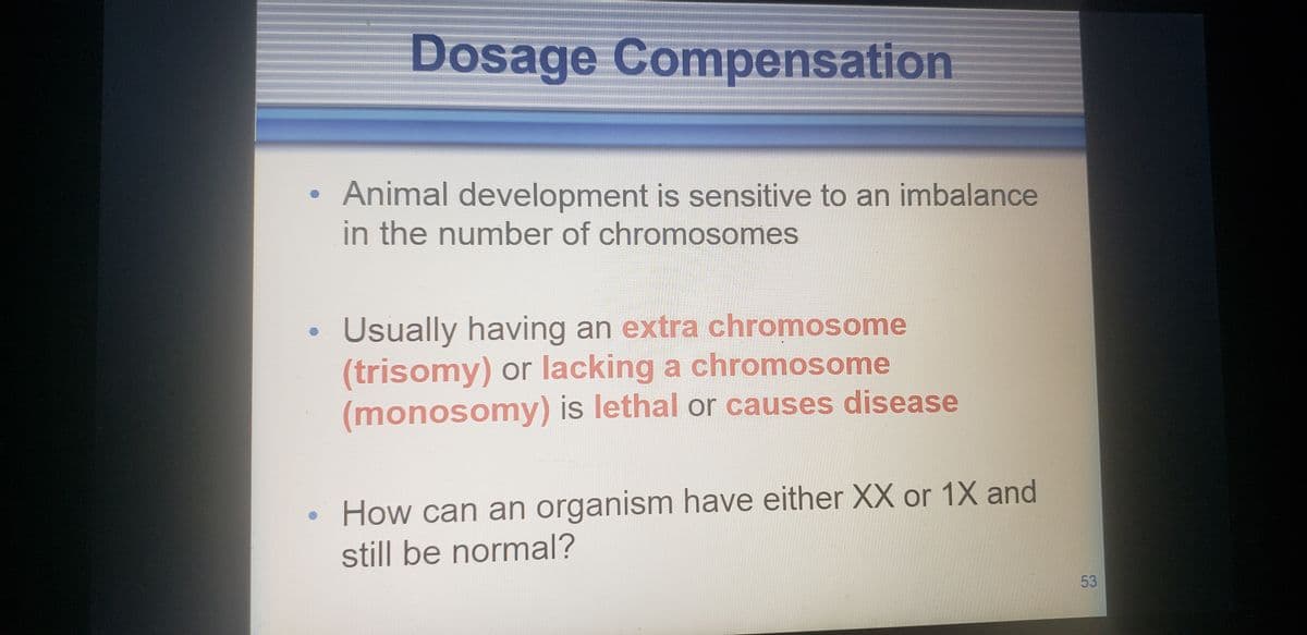 Dosage Compensation
Animal development is sensitive to an imbalance
in the number of chromosomes
Usually having an extra chromosome
(trisomy) or lacking a chromosome
(monosomy) is lethal or causes disease
• How can an organism have either XX or 1X and
still be normal?
53
