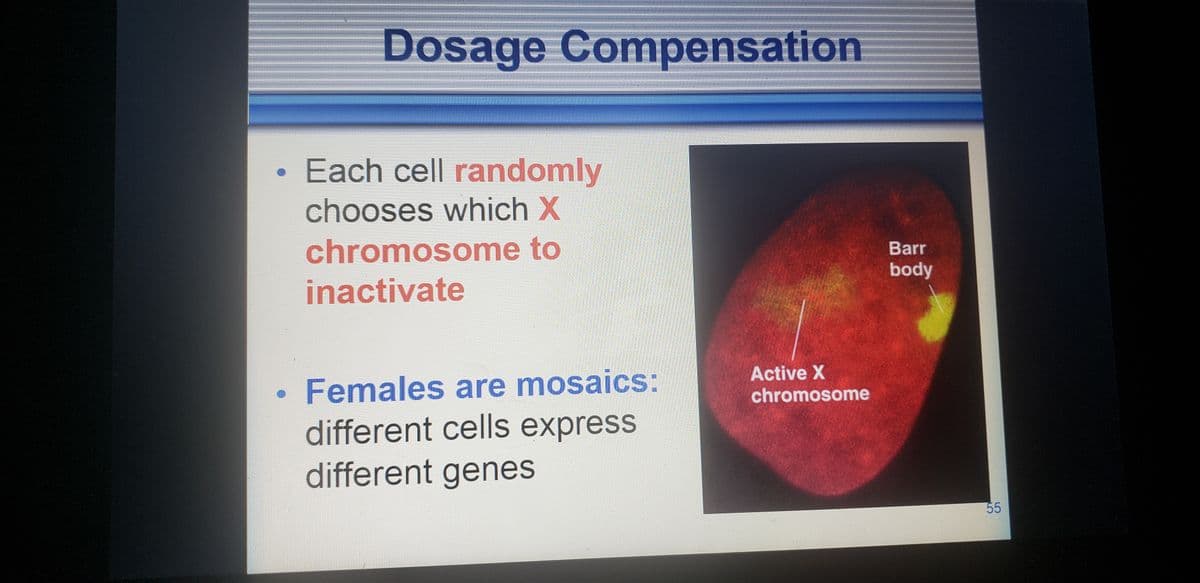 Dosage Compensation
Each cell randomly
chooses which X
chromosome to
Barr
body
inactivate
Females are mosaics:
Active X
chromosome
different cells express
different genes
55
