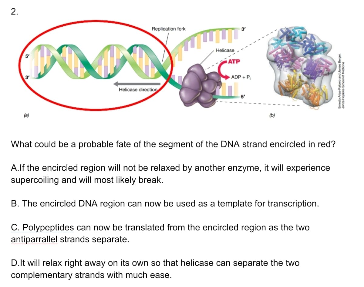 2.
Replication fork
3'
Helicase
5'
АТР
3'
ADP + P
Helicase direction
5'
(a)
(b)
What could be a probable fate of the segment of the DNA strand encircled in red?
A.lf the encircled region will not be relaxed by another enzyme, it will experience
supercoiling and will most likely break.
B. The encircled DNA region can now be used as a template for transcription.
C. Polypeptides can now be translated from the encircled region as the two
antiparrallel strands separate.
D.It will relax right away on its own so that helicase can separate the two
complementary strands with much ease.
Emesto Arias Palomo and James Berger,
Johns Hopkins School of Medicine
