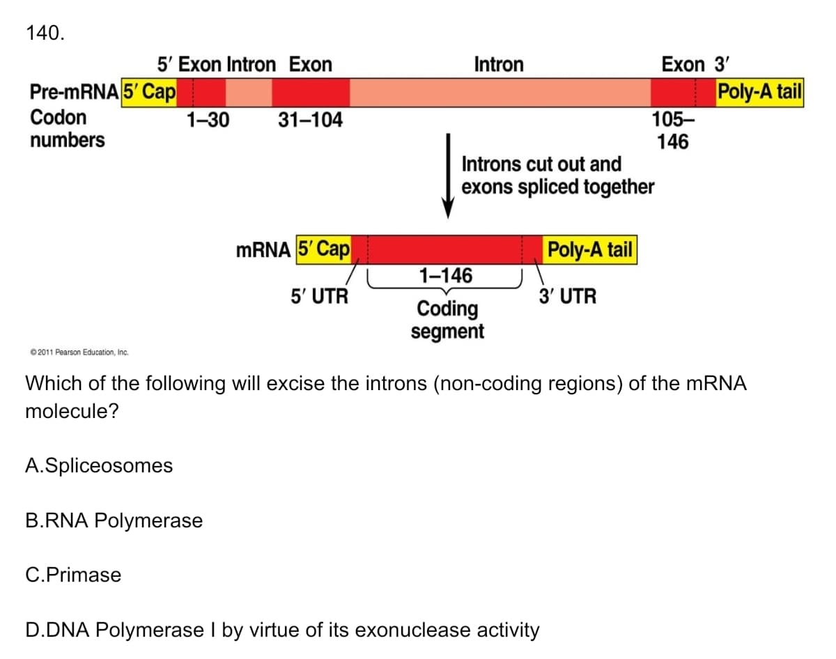 140.
5' Exon Intron Exon
Intron
Exon 3'
Pre-MRNA 5' Cap
Codon
numbers
Poly-A tail
1-30
105-
146
31-104
Introns cut out and
exons spliced together
MRNA 5' Cap
Poly-A tail
1-146
5' UTR
3' UTR
Coding
segment
©2011 Pearson Education, Inc.
Which of the following will excise the introns (non-coding regions) of the MRNA
molecule?
A.Spliceosomes
B.RNA Polymerase
C.Primase
D.DNA Polymerase I by virtue of its exonuclease activity
