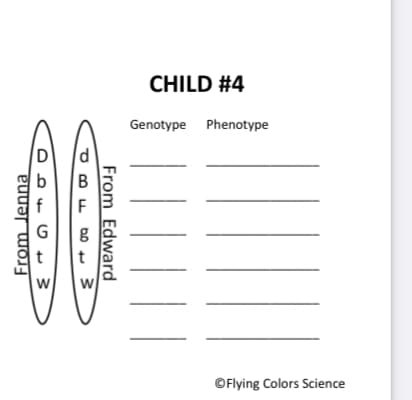 CHILD #4
Genotype Phenotype
f
F
G
t
©Flying Colors Science
From Edward
From Jenna
