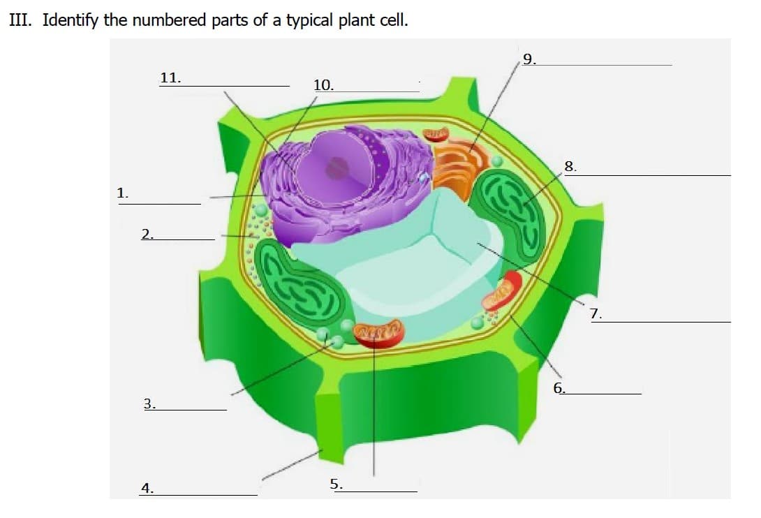 III. Identify the numbered parts of a typical plant cell.
1.
2.
3.
4.
11.
10.
5.
COFE
9.
8.
6.
7.