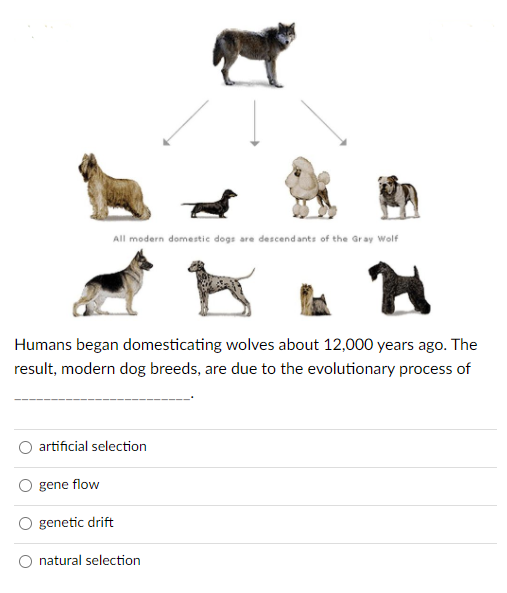 All modern domestic dogs are descendants of the Gray Wolf
Humans began domesticating wolves about 12,000 years ago. The
result, modern dog breeds, are due to the evolutionary process of
artificial selection
gene flow
genetic drift
natural selection
