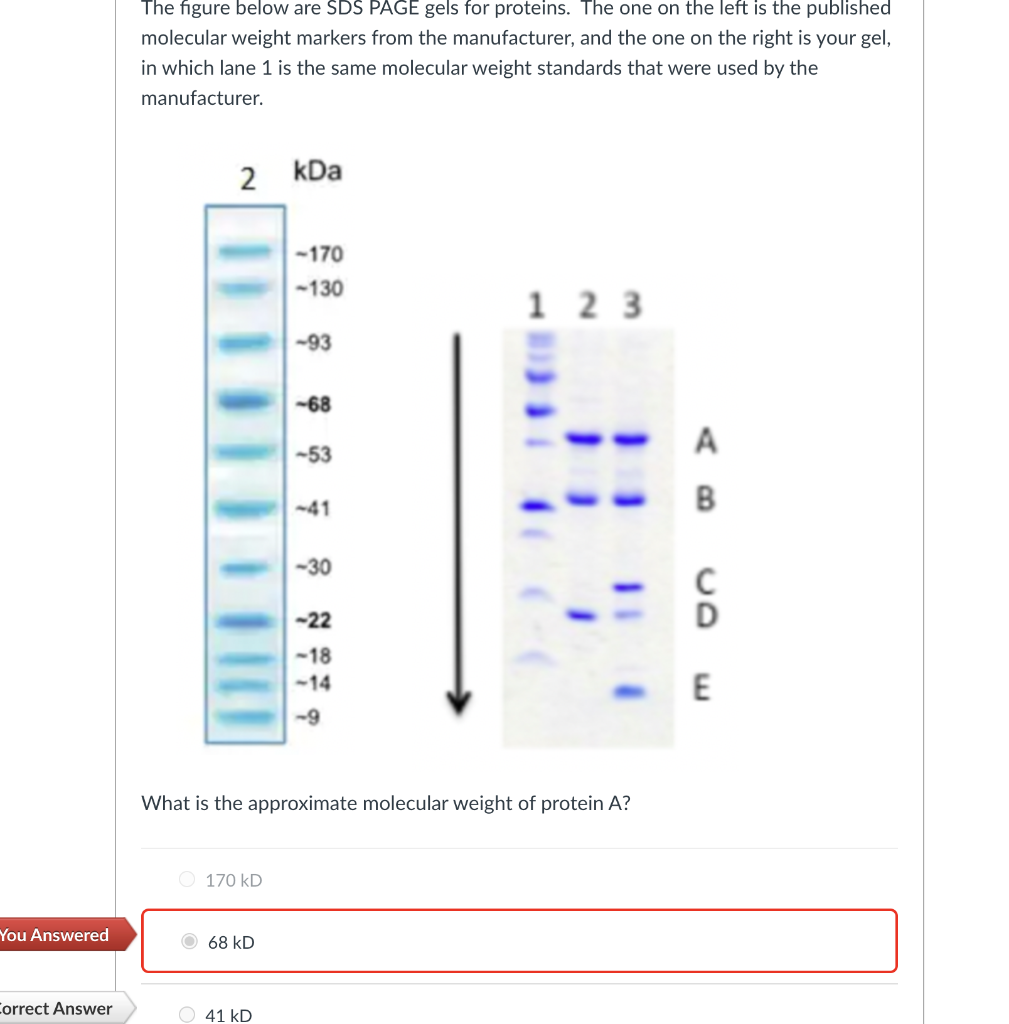You Answered
Correct Answer
The figure below are SDS PAGE gels for proteins. The one on the left is the published
molecular weight markers from the manufacturer, and the one on the right is your gel,
in which lane 1 is the same molecular weight standards that were used by the
manufacturer.
2 kDa
O 170 kD
68 kD
-170
-130
O 41 kD
-93
-68
-53
-41
-30
-22
-18
-9
What is the approximate molecular weight of protein A?
123
A
B
C
D
<<-E