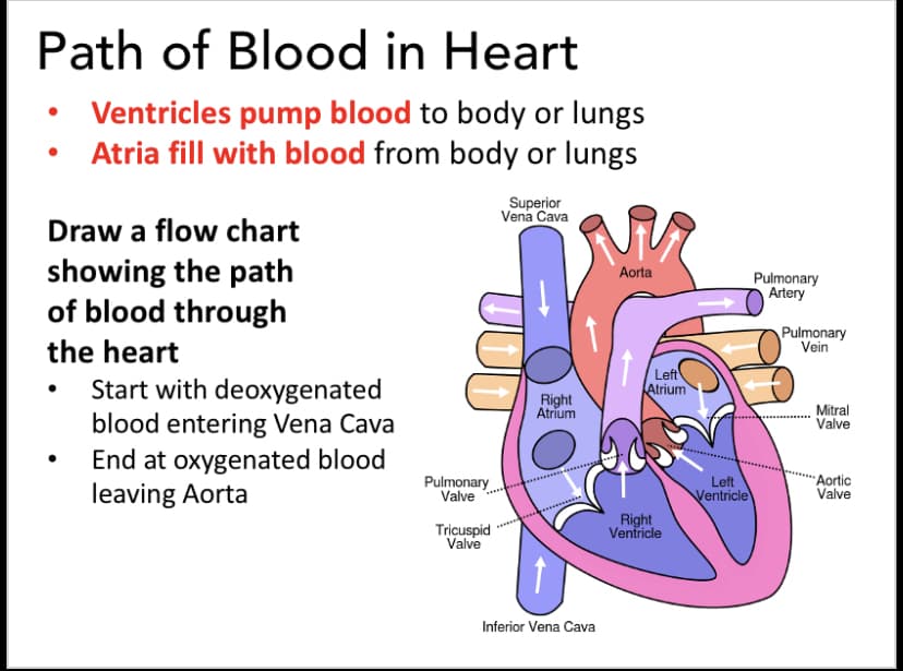Path of Blood in Heart
Ventricles pump blood to body or lungs
Atria fill with blood from body or lungs
Superior
Vena Cava
Draw a flow chart
showing the path
of blood through
Aorta
Pulmonary
Artery
the heart
Pulmonary
Vein
Left
Atrium
Start with deoxygenated
blood entering Vena Cava
End at oxygenated blood
leaving Aorta
Right
Atrium
Mitral
Valve
Pulmonary
Valve
Aortic
Valve
Left
Ventricle
Tricuspid
Valve
Right
Ventricle
Inferior Vena Cava
