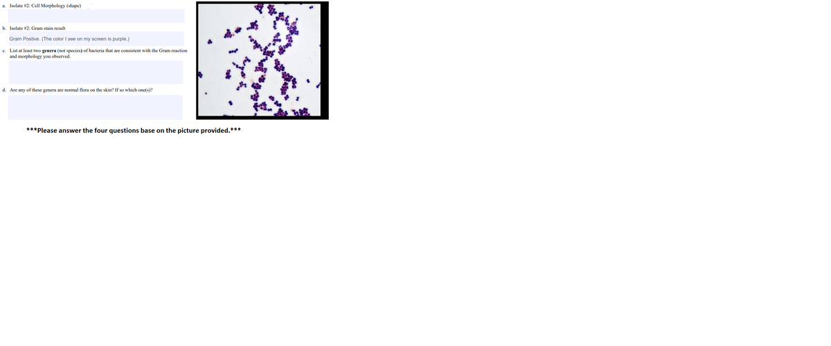 Isolate #2: Cell Morphology (shape)
а.
b. Isolate #2: Gram stain result
Gram Postive. (The color I see on my screen is purple.)
c. List at least two genera (not species) of bacteria that are consistent with the Gram reaction
and morphology you observed.
d. Are any of these genera are normal flora on the skin? If so which one(s)?
***Please answer the four questions base on the picture provided.***
