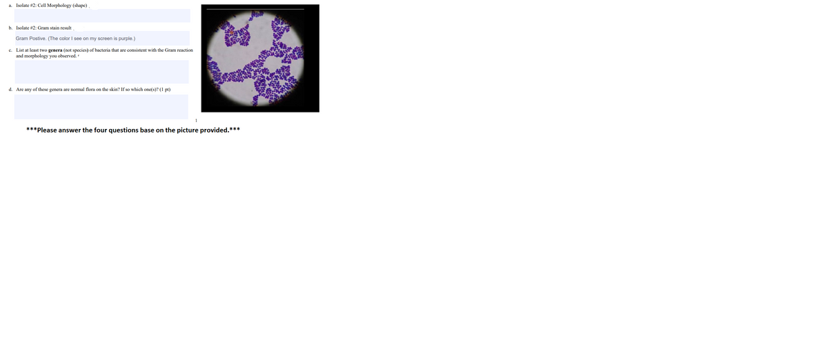 Isolate #2: Cell Morphology (shape) .
a.
b. Isolate #2: Gram stain result
Gram Postive. (The color I see on my screen is purple.)
c. List at least two genera (not species) of bacteria that are consistent with the Gram reaction
and morphology you observed.
d. Are any of these genera are normal flora on the skin? If so which one(s)? (1 pt)
***Please answer the four questions base on the picture provided.***
