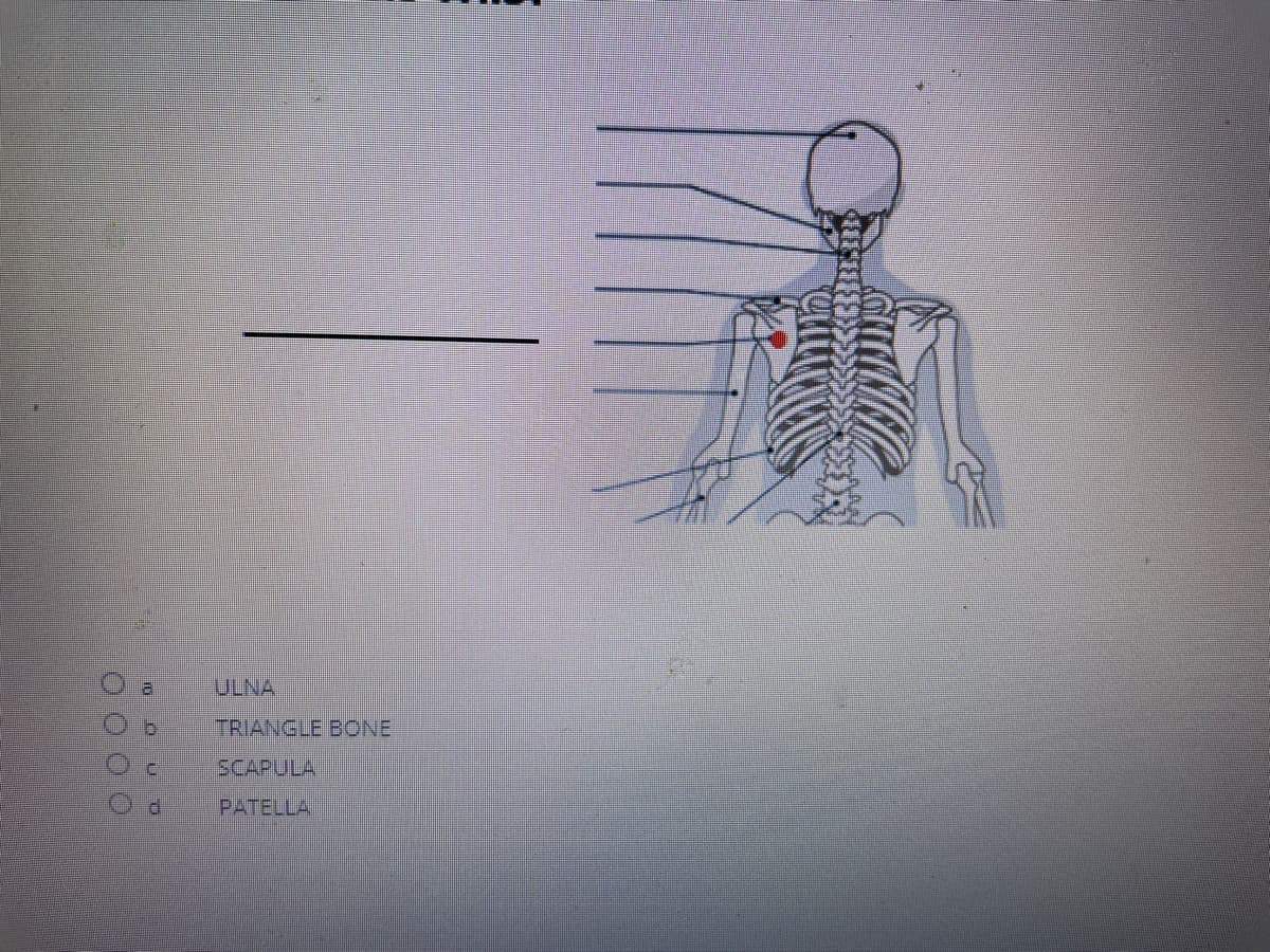 ULNA
TRIANGLE BONE
SCAPULA
PATELLA
GO O0
