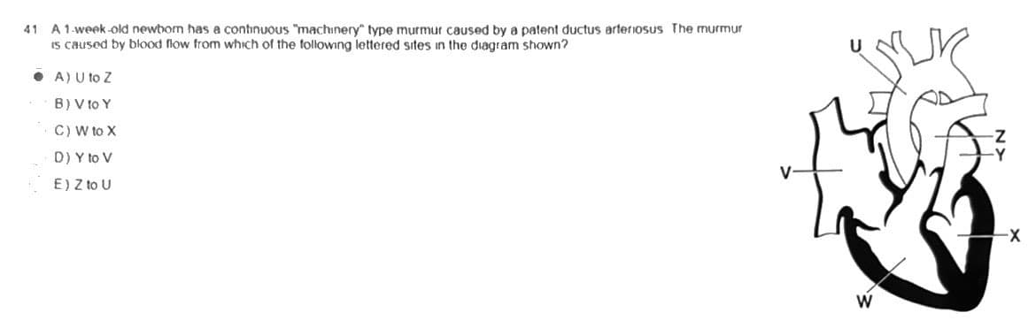 41 A 1-week-old newborn has a continuous "machinery type murmur caused by a patent ductus arteriosus The murmur
is caused by blood flow from which of the following lettered sites in the diagram shown?
• A) U to Z
B) V to Y
C) W to X
D) Y to V
E) Z to U
W
-Z
-X