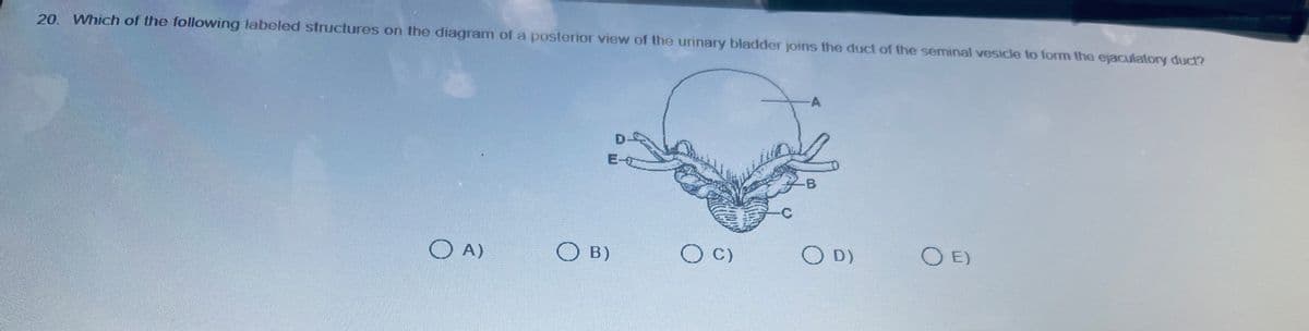 20. Which of the following labeled structures on the diagram of a posterior view of the urinary bladder joins the duct of the seminal vesicle to form the ejaculatory duct?
OA)
E-
OB)
O C)
C
-A
-B
OD)
O E)