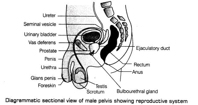 Ureter
Seminal vesicle
Urinary bladder
Vas deferens
Ejaculatory duct
Prostate
Penis
Rectum
Urethra
Anus
Glans penis
Foreskin
Testis
Scrotum
Bulbourethral gland
Diagrammatic sectional view of male pelvis showing reproductive system

