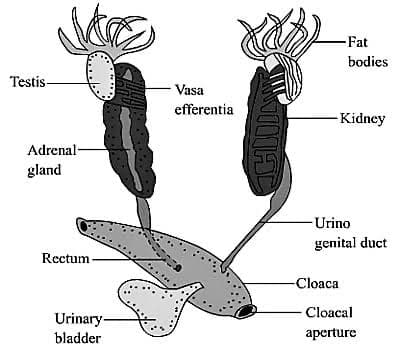 -Fat
bodies
Testis-
Vasa
efferentia
-Kidney
Adrenal-
gland
-Urino
genital duct
Rectum -
-Cloaca
Cloacal
Urinary-
bladder
aperture
