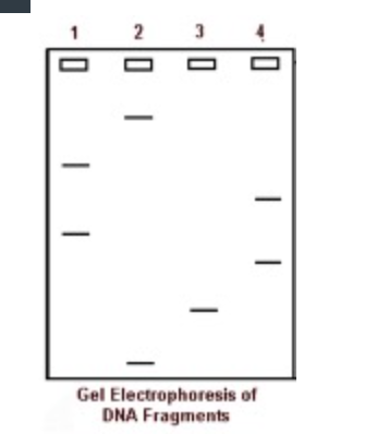 2
3
Gel Electrophoresis of
DNA Fragments
