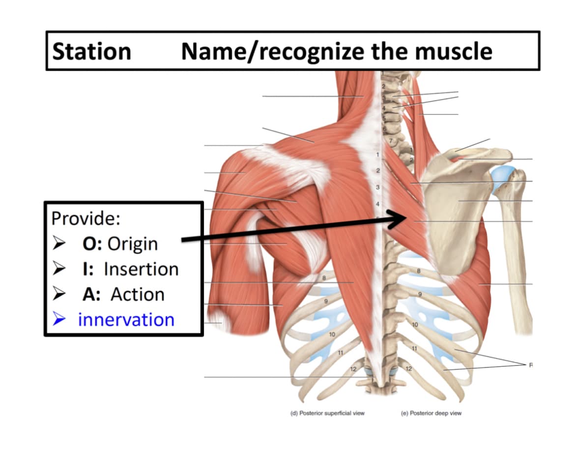 Station
Name/recognize the muscle
Provide:
> 0: Origin
I: Insertion
A: Action
innervation
10
(d) Posterior superficial view
(e) Posterior deep view
