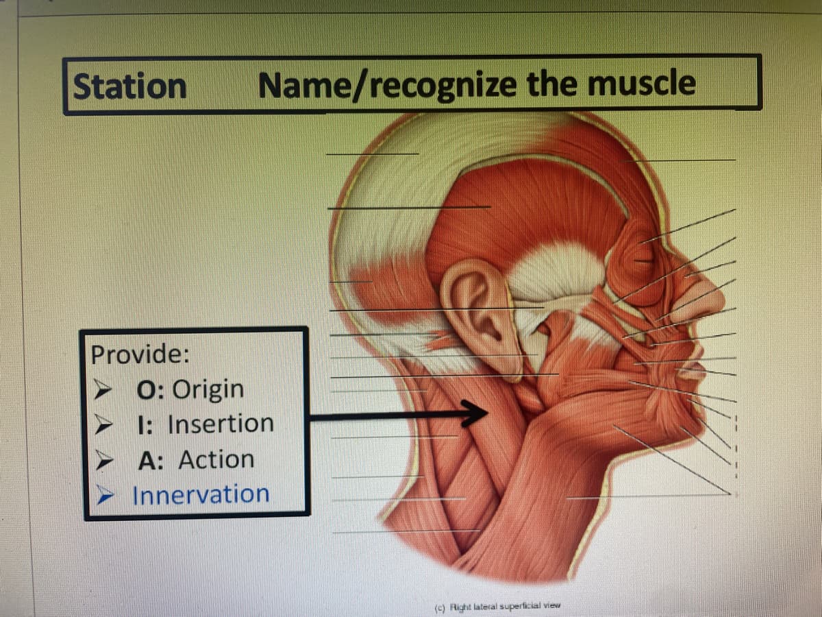 Station
Name/recognize the muscle
Provide:
0: Origin
I: Insertion
A: Action
Innervation
(c) Right lateral superlicial view
