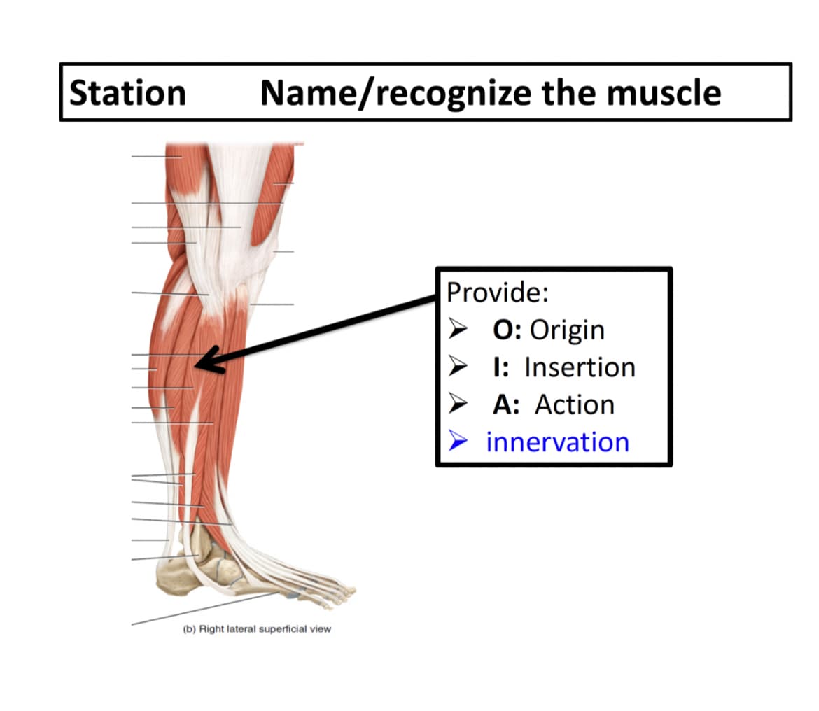Station
Name/recognize the muscle
Provide:
O: Origin
I: Insertion
A: Action
innervation
(b) Right lateral superficial view
