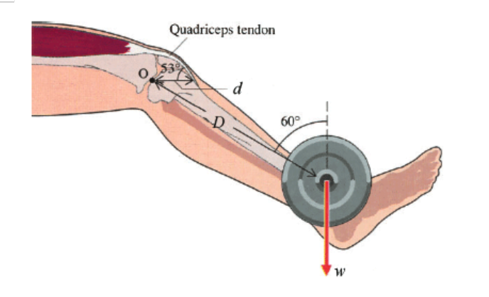 Quadriceps tendon
$3
d
to
60°
