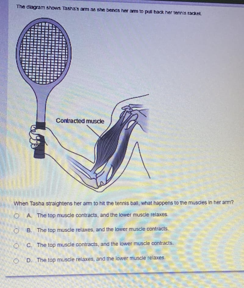 The diagram shows Tasha's arm as she bends her am to pull back her tennis rackel.
Contracted muscle
When Tasha straightens her am to hit the tennis ball, what happens to the musces in her arm?
A. The top muscle contracts, and the lower muscle relaxes.
B. The top muscle relaxes, and the lower muscle contracts.
OC. The top muscle contracts, and the lower muscle contracts.
O D. The top muscle relaxes, and the lower muscle relaxes.
O O 0 0

