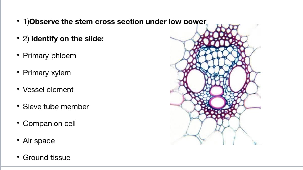 • 1)Observe the stem cross section under low power,
• 2) identify on the slide:
Primary phloem
Primary xylem
Vessel element
Sieve tube member
Companion cell
Air space
Ground tissue
