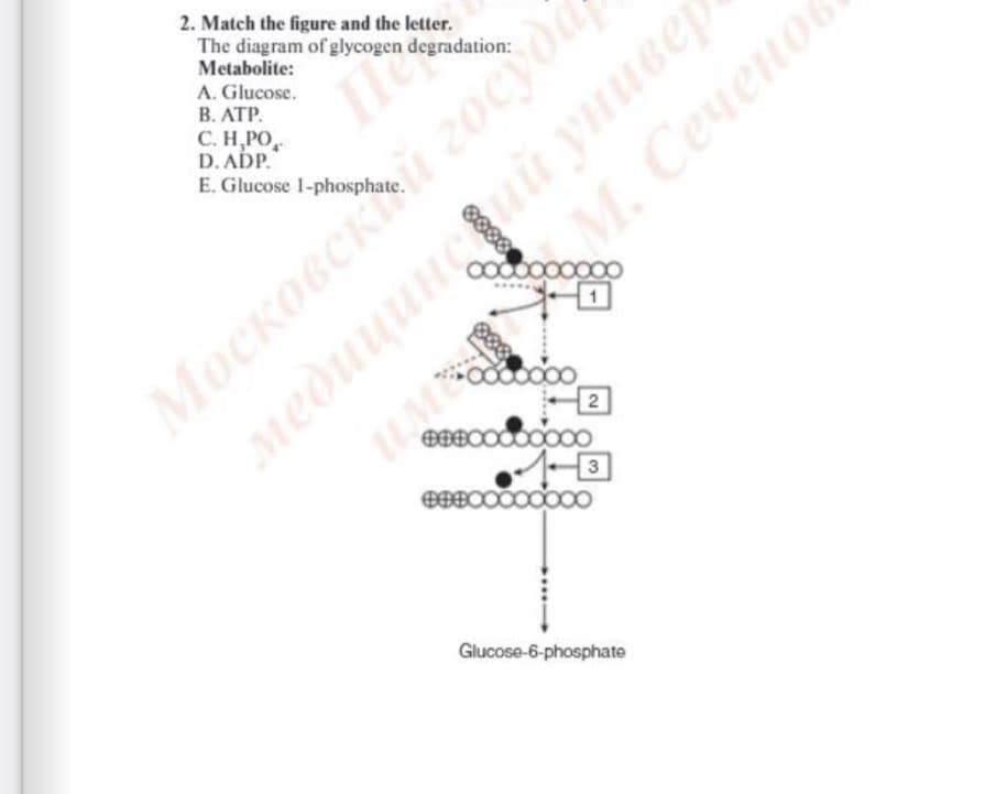2. Match the figure and the letter.
The diagram of glycogen degradation:
Metabolite:
A. Glucose.
В. АТР.
С. Н. РО,
D. ADP."
E. Glucose 1-phospha
медицинс ийунивер
wM. Cevenoe
М. Сеченов
Московскй госудй
2
3
Glucose-6-phosphate
