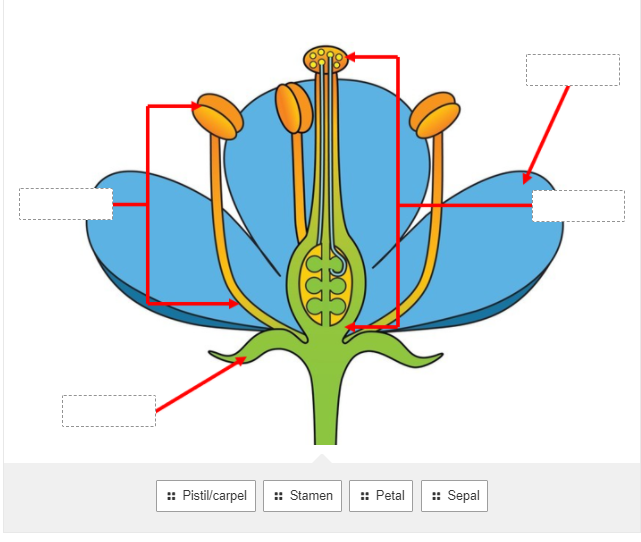 Pistil/carpel
:: Stamen
: Petal
: Sepal
::
