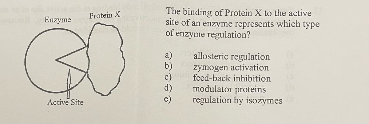 The binding of Protein X to the active
site of an enzyme represents which type
of enzyme regulation?
Protein X
Enzyme
a)
b)
allosteric regulation
zymogen activation
feed-back inhibition
modulator proteins
regulation by isozymes
Active Site
