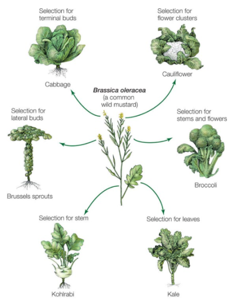 Selection for
terminal buds
Selection for
flower clusters
Cauliflower
Cabbage
Brassica oleracea
(a common
wild mustard)
Selection for
lateral buds
Selection for
stems and flowers
Broccoli
Brussels sprouts
Selection for stem
Selection for leaves
Kohlrabi
Kale
