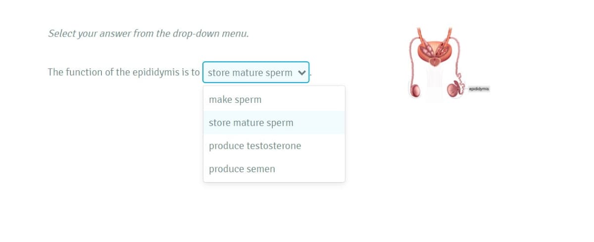 Select your answer from the drop-down menu.
The function of the epididymis is to store mature sperm v
epididymis
make sperm
store mature sperm
produce testosterone
produce semen
