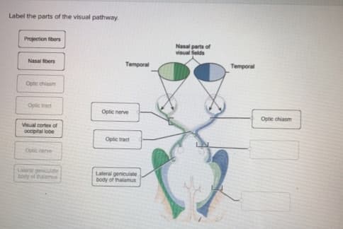 Label the parts of the visual pathway.
Projection fibers
Nasal parts of
visual fields
Nasal bers
Temporal
Temporal
Optic chiasm
Optic tract
Optic nerve
Optic chiasm
Visual cortex of
ocipital lobe
Optic tract
Oplic nerve
Lateral geniculate
body of thalamus
Lateral geniculate
body of thalamus
