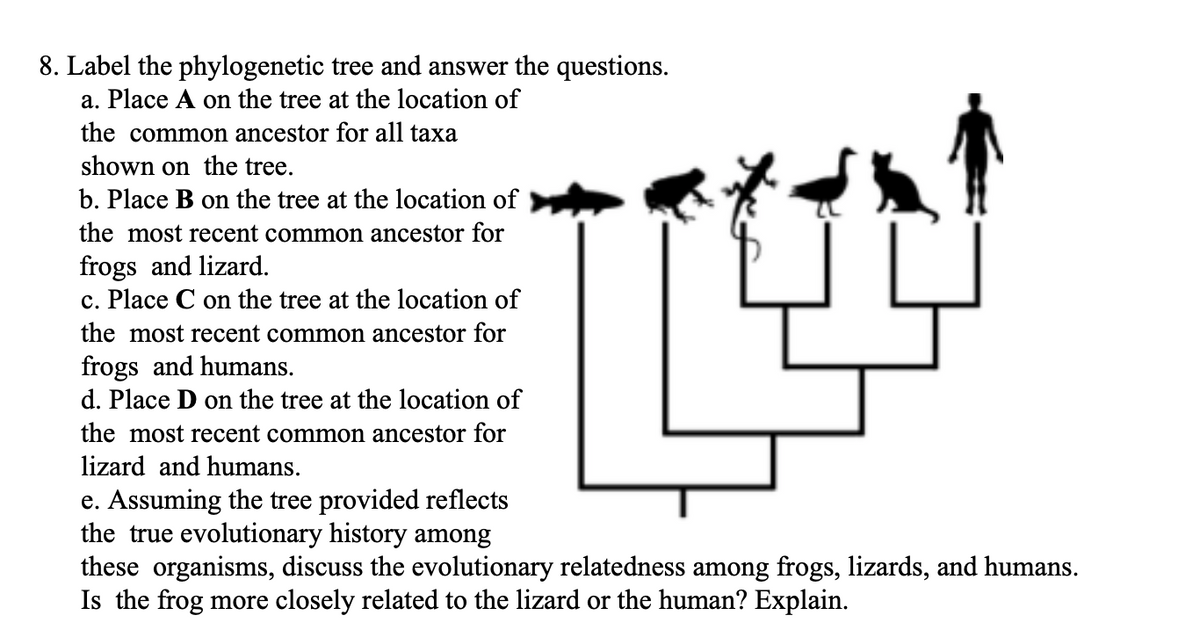 8. Label the phylogenetic tree and answer the questions.
a. Place A on the tree at the location of
the common ancestor for all taxa
shown on the tree.
b. Place B on the tree at the location of
the most recent common ancestor for
frogs and lizard.
c. Place C on the tree at the location of
the most recent common ancestor for
frogs and humans.
d. Place D on the tree at the location of
the most recent common ancestor for
lizard and humans.
e. Assuming the tree provided reflects
the true evolutionary history among
these organisms, discuss the evolutionary relatedness among frogs, lizards, and humans.
Is the frog more closely related to the lizard or the human? Explain.

