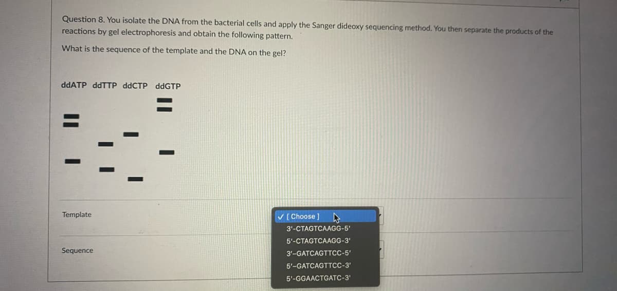 Question 8. You isolate the DNA from the bacterial cells and apply the Sanger dideoxy sequencing method. You then separate the products of the
reactions by gel electrophoresis and obtain the following pattern.
What is the sequence of the template and the DNA on the gel?
ddATP ddTTP ddCTP ddGTP
Template
V [ Choose
3'-CTAGTCAAGG-5'
5'-CTAGTCAAGG-3'
Sequence
3'-GATCAGTTCC-5'
5'-GATCAGTTCC-3'
5'-GGAACTGATC-3'
