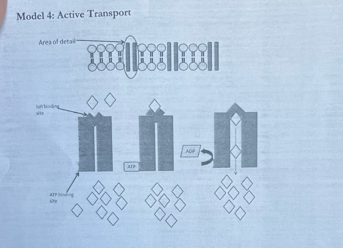 Model 4: Active Transport
Area of detail
ion binding
site
ATP binding
site
ATP
ADP