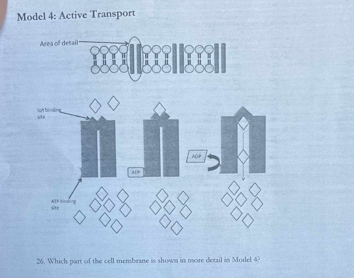 Model 4: Active Transport
Area of detail
ion binding
site
ATP binding
site
ATP
ADP
26. Which part of the cell membrane is shown in more detail in Model 4?