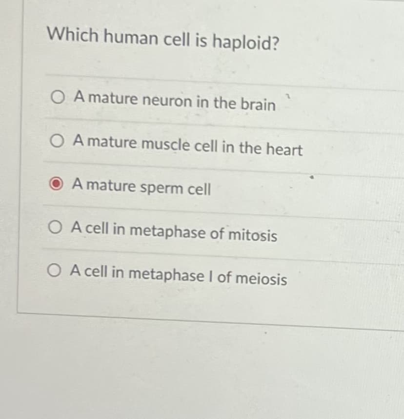 Which human cell is haploid?
O A mature neuron in the brain
O A mature muscle cell in the heart
A mature sperm cell
O A cell in metaphase of mitosis
O A cell in metaphase I of meiosis
