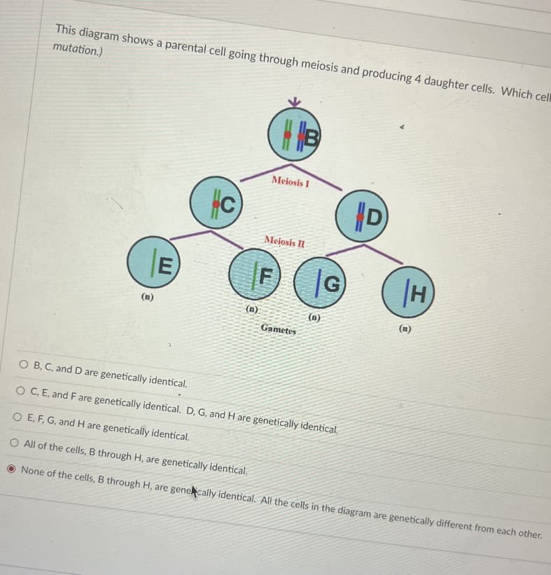 This diagram shows a parental cell going through meiosis and producing 4 daughter cells. Which cll
mutation.)
Meiosis I
HC
D
Mejosis I
E
|G
(n)
(n)
(n)
Gametes
(n)
O B, C, and D are genetically identical.
O C, E, and Fare genetically identical. D, G, and H are genetically identical.
O E, F, G, and H are genetically identical.
O All of the cells, B through H, are genetically identical.
None of the cells, B through H, are genecally identical. All the cells in the diagram are genetically different from each other.
H)
