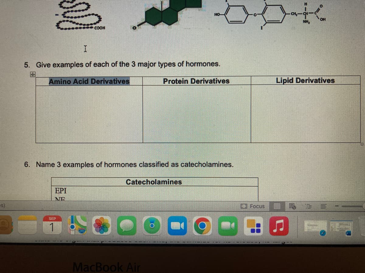 =S)
I
5. Give examples of each of the 3 major types of hormones.
Amino Acid Derivatives
Protein Derivatives
COOH
6. Name 3 examples of hormones classified as catecholamines.
Catecholamines
EPI
NE
SEP
1
MacBook Air
Focus
CH₂-
H
E F
NH₂
Lipid Derivatives