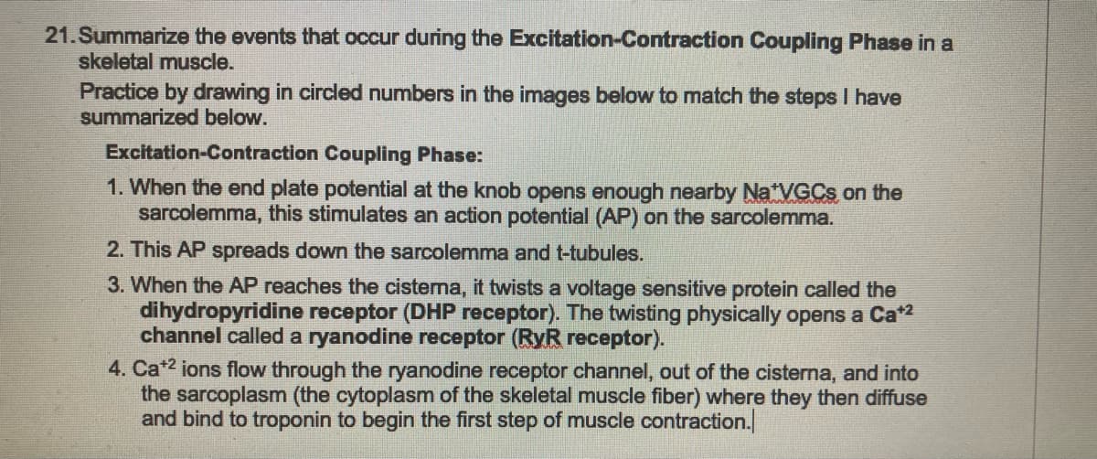 21. Summarize the events that occur during the
skeletal muscle.
Excitation-Contraction Coupling Phase in a
Practice by drawing in circled numbers in the images below to match the steps I have
summarized below.
Excitation-Contraction Coupling Phase:
1. When the end plate potential at the knob opens enough nearby Na*VGCS, on the
sarcolemma, this stimulates an action potential (AP) on the sarcolemma.
2. This AP spreads down the sarcolemma and t-tubules.
3. When the AP reaches the cisterna, it twists a voltage sensitive protein called the
dihydropyridine receptor (DHP receptor). The twisting physically opens a Ca*²
channel called a ryanodine receptor (RyR receptor).
4. Cat2 ions flow through the ryanodine receptor channel, out of the cisterna, and into
the sarcoplasm (the cytoplasm of the skeletal muscle fiber) where they then diffuse
and bind to troponin to begin the first step of muscle contraction.