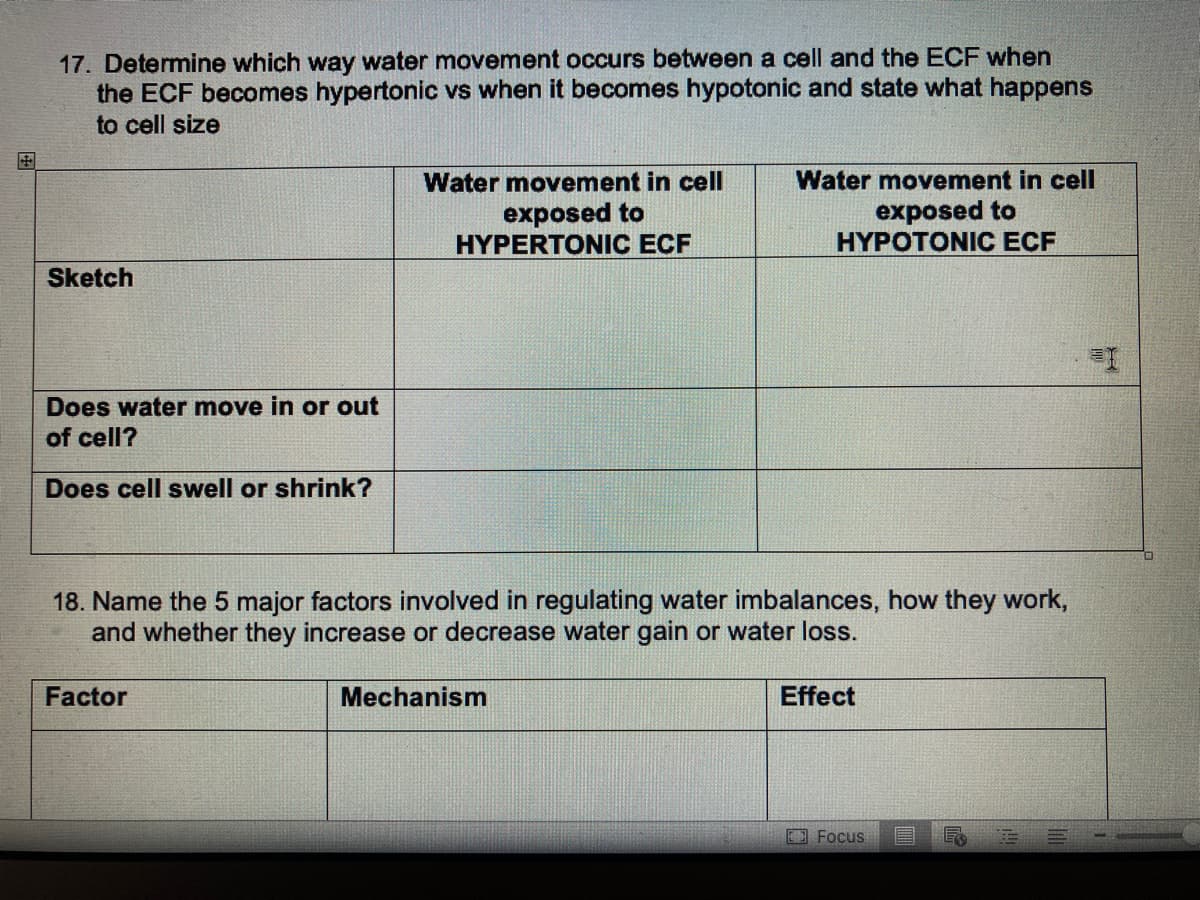 17. Determine which way water movement occurs between a cell and the ECF when
the ECF becomes hypertonic vs when it becomes hypotonic and state what happens
to cell size
Sketch
Does water move in or out
of cell?
Does cell swell or shrink?
Water movement in cell
exposed to
HYPERTONIC ECF
Factor
18. Name the 5 major factors involved in regulating water imbalances, how they work,
and whether they increase or decrease water gain or water loss.
Water movement in cell
exposed to
HYPOTONIC ECF
Mechanism
Effect
Focus
#I