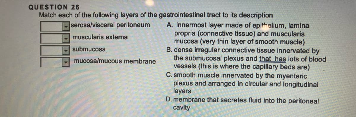 QUESTION 26
Match each of the following layers of the gastrointestinal tract to its description
serosa/visceral peritoneum
muscularis externa
submucosa
▼
mucosa/mucous membrane
A. innermost layer made of epithelium, lamina
propria (connective tissue) and muscularis
mucosa (very thin layer of smooth muscle)
B. dense irregular connective tissue innervated by
the submucosal plexus and that has lots of blood
vessels (this is where the capillary beds are)
C. smooth muscle innervated by the myenteric
plexus and arranged in circular and longitudinal
layers
D. membrane that secretes fluid into the peritoneal
cavity