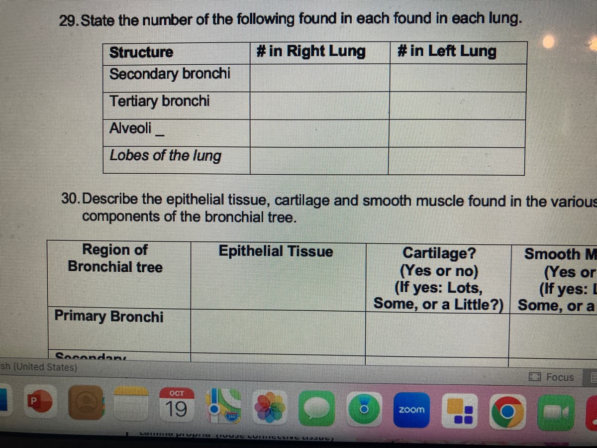 29. State the number of the following found in each found in each lung.
# in Right Lung
# in Left Lung
Structure
Secondary bronchi
Tertiary bronchi
Alveoli_
Lobes of the lung
30. Describe the epithelial tissue, cartilage and smooth muscle found in the various
components of the bronchial tree.
Epithelial Tissue
Region of
Bronchial tree
Primary Bronchi
sh (United States)
Socondan
OCT
19
Cartilage?
(Yes or no)
(If yes: Lots,
Some, or a Little?)
zoom
Smooth M
(Yes or
(If yes: L
Some, or a
E Focus