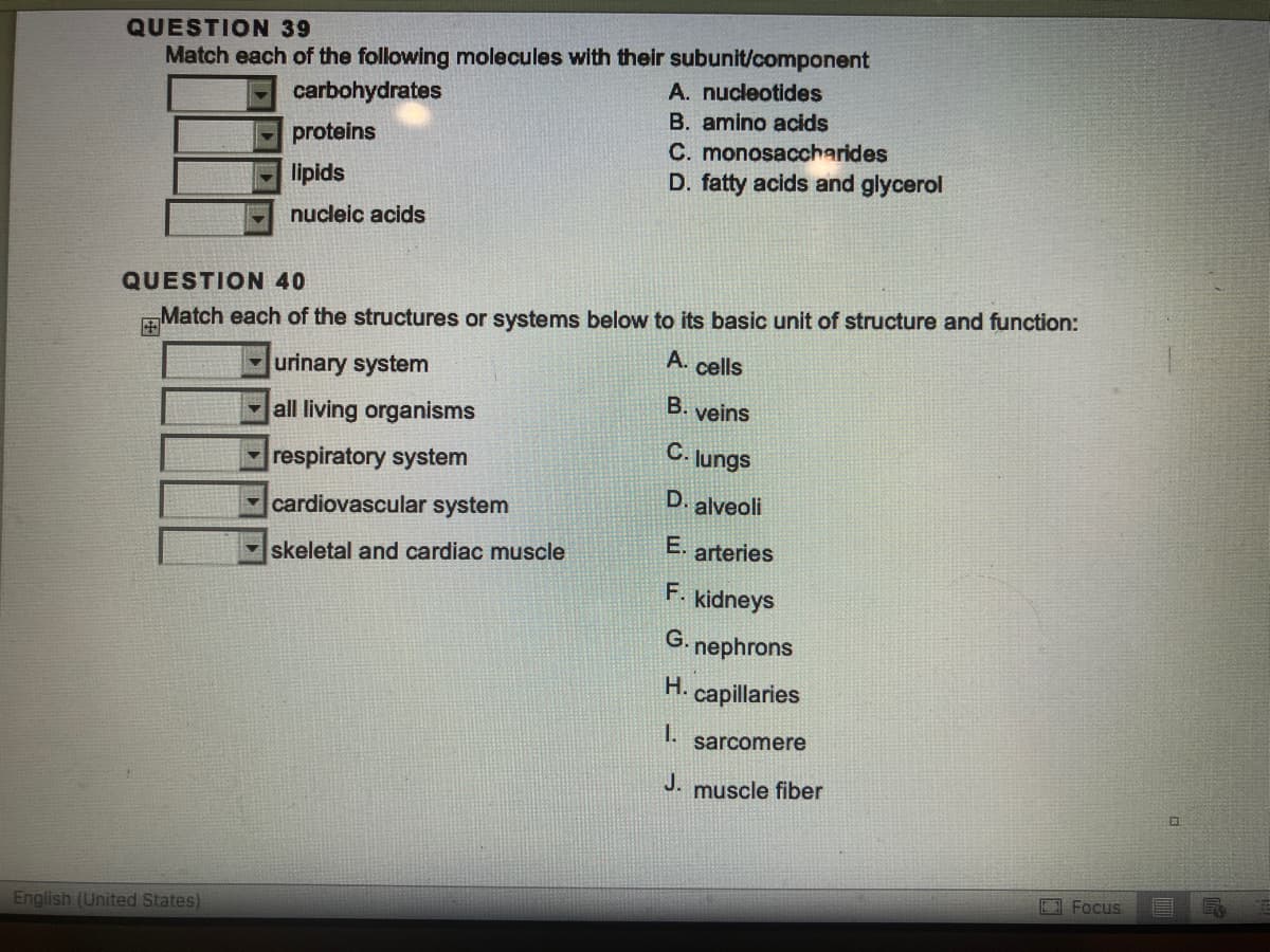 QUESTION 39
Match each of the following molecules with their subunit/component
carbohydrates
A. nucleotides
B. amino acids
C.
monosaccharides
D. fatty acids and glycerol
proteins
lipids
nucleic acids
QUESTION 40
Match each of the structures or systems below to its basic unit of structure and function:
+
A. cells
urinary system
B. veins
all living organisms
C. lungs
respiratory system
D. alveoli
cardiovascular system
E. arteries
skeletal and cardiac muscle
F.
English (United States)
kidneys
G. nephrons
H.
capillaries
I.
J. muscle fiber
sarcomere
Focus